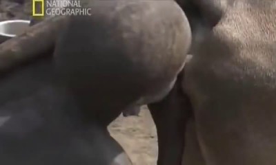 Африканские обычаи племени Динко(National Geographics)