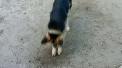 собака против лазерной указки ч2