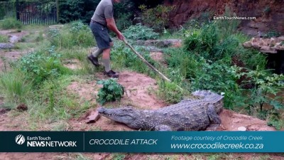 Не тыкайте в крокодила палкой!