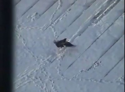Ворона-сноубордистка катается на крыше
