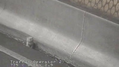 В автомобильном туннеле Мельбурна спасли котенка