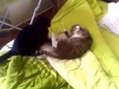 Кошки дерутся из-за места в кровати ...