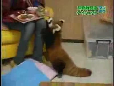 Смешная красная панда