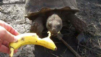 Черепаха ест банан