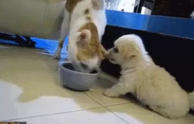 Собака ест уши кота
