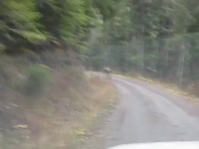 Bull Moose Charges Truck