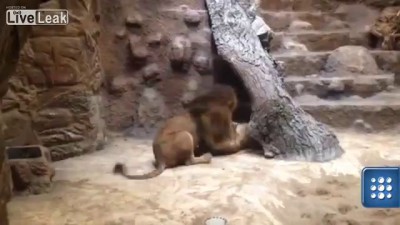 Лев убил львицу в зоопарке
