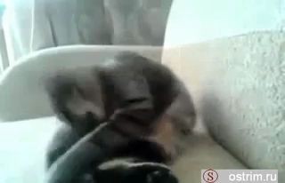 Кот наказал себя сам