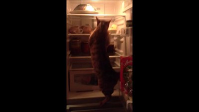 Джексон, закрой холодильник 2