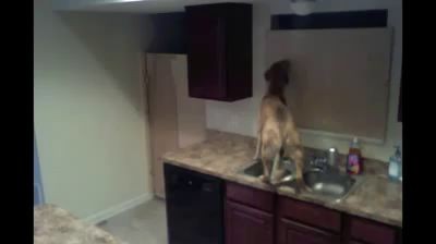 dog escapes from kitchen!