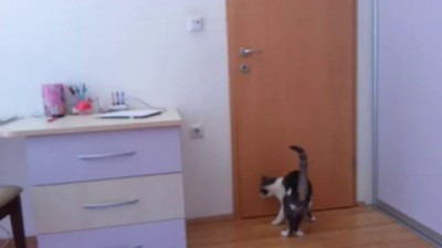 Двери открывет кот