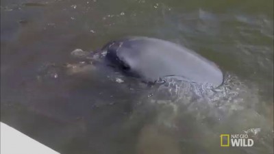 An Animal Ruined My Vacation: Dirty Dolphin