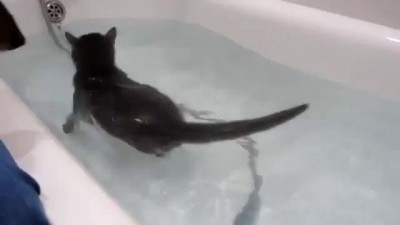 Водоплавающий кот (Swimming in Bath cat)