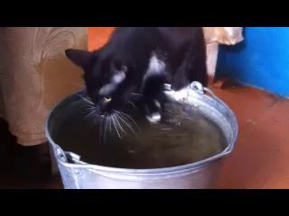 Кошак гладит воду
