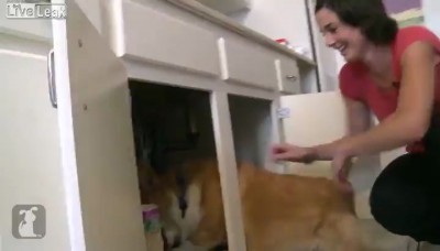 Dog Sets Owners Kitchen On Fire On Camera