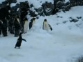 пингвины-живность-party-hard