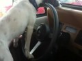 Dog drives Jeep down Highway by herself