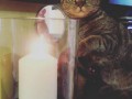 Кошка и свеча