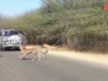 Антилопа импала спаслась от гепардов в машине .