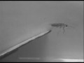 Биологи раскрыли секрет мгновенного исчезновения тараканов