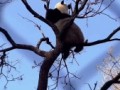 Панда кувыркается на дереве