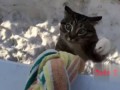 Кошки | Видео приколы | FUNNY CATS | Cats 2 Cats#65 Restaurant