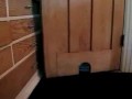 The cat stuck in the door