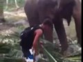 Турист попытался погладить слона