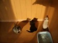 Котята ловят тень