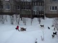 Дворник с лопатой спасает девушку от собак