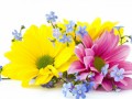 цветы хризантемы, незабудки - клипарт