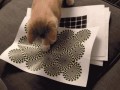 gif-cats-optical-illusion-627708