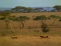 Спасение антилопы