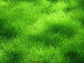 grass_texture4939
