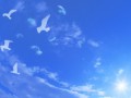 White-Birds-In-Blue-Skies-2880x1920