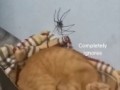 кот и паук