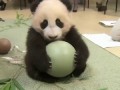 Жадина панда
