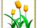 -Жёлтые-тюльпаны