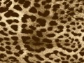 leopard_skin_fur_blotchy_textures_vintage_hd-wallpaper-287448