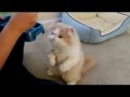 Прикольный японский кот ест с палочек хаси!