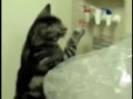 Cat Figures Out Water Cooler