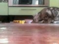 кот утянул коврик с едой