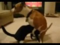 Кот делает минет собаке