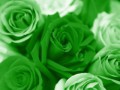 rose-verdi