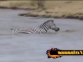 A crocodile severed zebra.