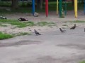 Кот ловит голубей