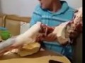 Кавказец кушает