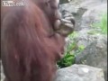Орангутанг спасает птенца