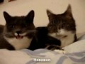 Кошачьи беседы