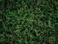 grass-green-background-6768200-h